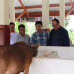 Universitas Jambi kelola usaha sapi kurban-1679278766