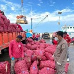 18,7 ton bawang Sulbar dikirim ke Kalsel-1682057092