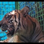Harimau-1680778484