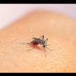 Ilustrasi nyamuk Anopheles (ANTARA/Halodoc)-1681286501