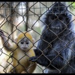 Lutung-1682062553