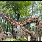 Ragunan-1681894284