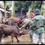 Sapi-1680759063