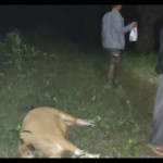 Sekitar 12 ekor sapi dimangsa harimau di Mukomuko Bengkulu-1680428697