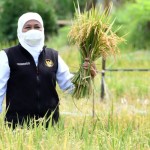 Arsip - Gubernur Jatim Khofifah Indar Parawansa menunjukkan hasil panen padi di wilayah provinsi setempat. (ANTARA/HO-Biro Adpim Jatim)-1684824186