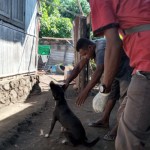 Dinas Kesehatan Sikka NTT perkuat pelaporan pada tujuh Rabies Center-1684745015