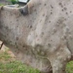Ilustrasi. hewan sapi terpapar LSD. (ANTARA/HO-Pejabat Otoritas Veteriner Bintan)-1684320945