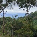Ilustrasi- Suasana hutan yang ada di Lampung. ANTARA/Ruth Intan Sozometa Kanafi.-1682998339