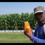 jagung-1684940142