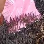 Jutaan udang laut masuk pemukiman warga Gorontalo Utara-1685000206