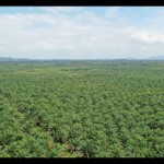 Kebun sawit di Kalbar (ANTARA/Dedi)-1684479621