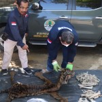 Kementerian LHK gagalkan perdagangan kulit harimau di Jambi-1683879450