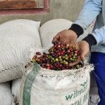 Kopi-1685354731