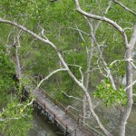Mangrove-1683182099