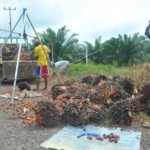Pekebun kelapa sawit. ANTARA/Feny Selly-1684479982