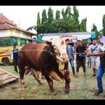 Pemkab Situbondo gelar kontes ternak tingkatkan nilai jual sapi-1685519360