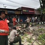 Pengendara ojek daring meninggal tertimpa pohon di Padang-1683541570