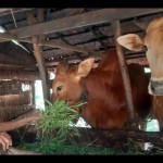 Peternak sapi di Mempawah sedang memberikan rumput kepada hewan ternaknya. (ANTARA/Dedi)-1684916800