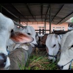 sapi-1684216994