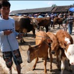 Sapi-1685443423
