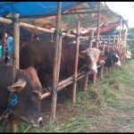 Sapi-1685522971