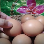telur-1684820477