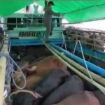 3138 sapi Sulbar penuhi kebutuhan Idul Adha Kalimantan-1686290210