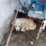 Bupati Manggarai Barat instruksikan masyarakat wajib mengikat HPR-1686306592