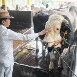 Dedi Mulyadi siap kurbankan sapi jumbo peliharaannya pada Idul Adha-1687328777