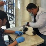 Diskanak Garut siapkan vaksin rabies gratis untuk hewan peliharaan-1686207963