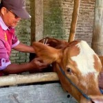 Disnakan pastikan ketersediaan hewan kurban di Magetan sehat dan cukup-1686819483