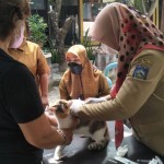 Distan Mataram siap vaksinasi 1.500 ekor anjing antisipasi rabies-1687165377