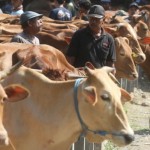 Distan Penajam pastikan daging kurban Idul Adha layak dikonsumsi-1686643858