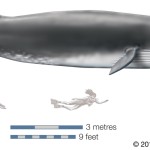 Hewan-hewan Besar-1687495182