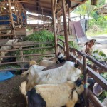 Hewan kurban di Belitung, Provinsi Babel. (FOTO ANTATA/Kasmono-Apriliansyah)-1685960411