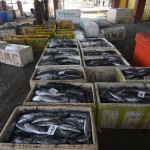 Ikan-1686825829