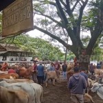 Ilustrasi pasar hewan. (ANTARA/HO-Pemkab Purwakarta)-1686820017