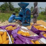 Ilustrasi - Pekerja memipil jagung dengan mesin pemipil di Desa Kaleke, Sigi, Sulawesi Tengah, Rabu (2/11/2022).-1687770055