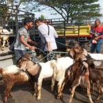 Kambing-1686559175