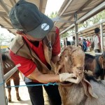 kambing-1687272664