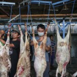 Kambing-1687957431
