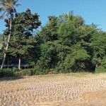 Lahan sawah tanaman padi yang telah dipanen dalam kondisi kering di Lombok Tengah, Nusa Tenggara Barat (ANTARA/Akhyar)-1686731439
