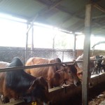 Pekerja memandikan sapi di Medan, Sumatera Utara. (ANTARA/M Sahbainy Nasution)-1687338712