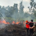 Pemadam kebakaran hutan dan lahan di Kabupaten Barito Selatan, Kalimantan Tengah, Jumat (2/6/2023).l (ANTARA/HO-BNPB)-1685964126