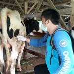 Petugas memeriksa kesehatan ternak sapi di Kabupaten Garut, Jawa Barat. (ANTARA/HO-Diskanak Garut)-1686049050