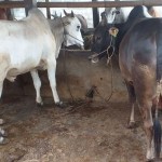 Polda Jateng pantau lalu lintas hewan kurban jelang Idul Adha-1686047150