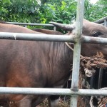 sapi-1685932226