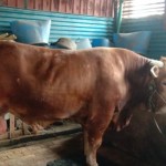 Sapi-1686218521