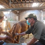 Sapi-1686300037