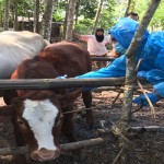 sapi-1686322868